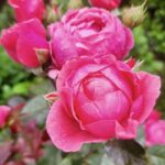 fleurs 0