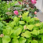 fleurs 1